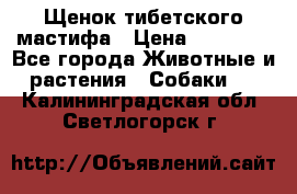 Щенок тибетского мастифа › Цена ­ 60 000 - Все города Животные и растения » Собаки   . Калининградская обл.,Светлогорск г.